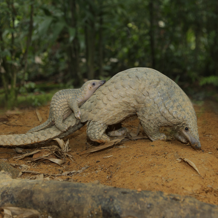 Sunda pangolin
