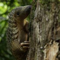 Pangolin Trail