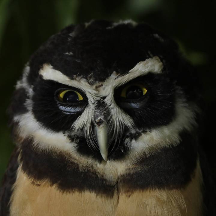 Spectacled owl