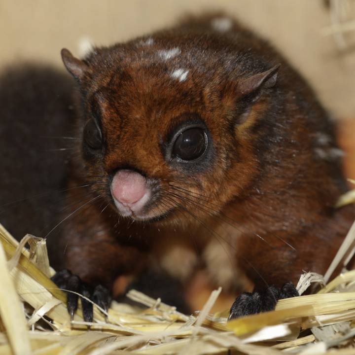 Spotted giant flying squirrel