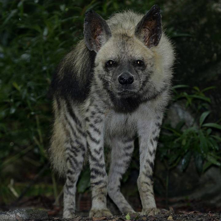 Striped hyaena