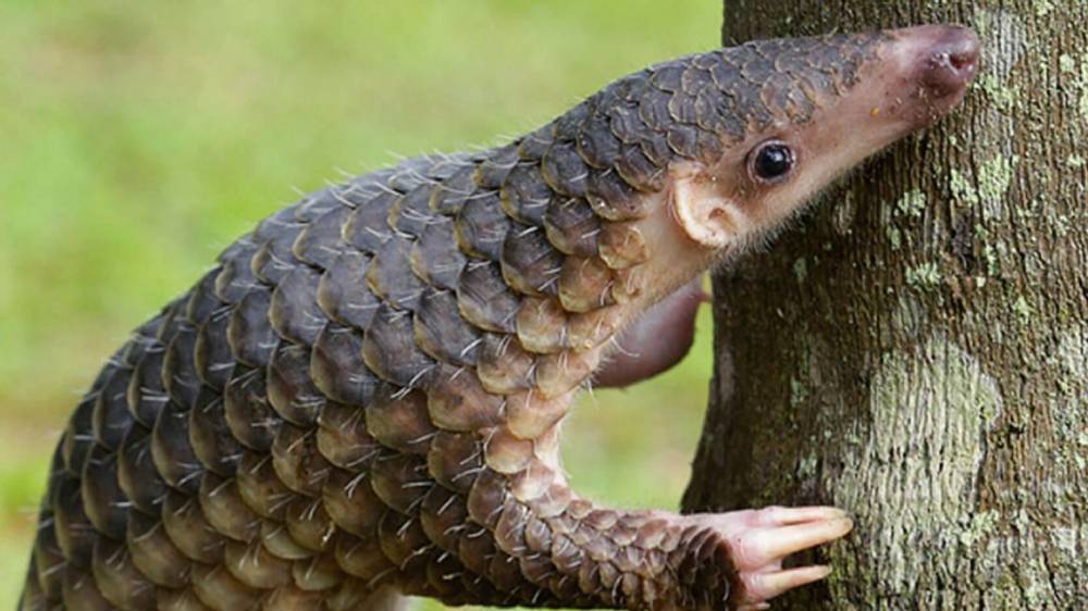 Scaling up pangolin conservation