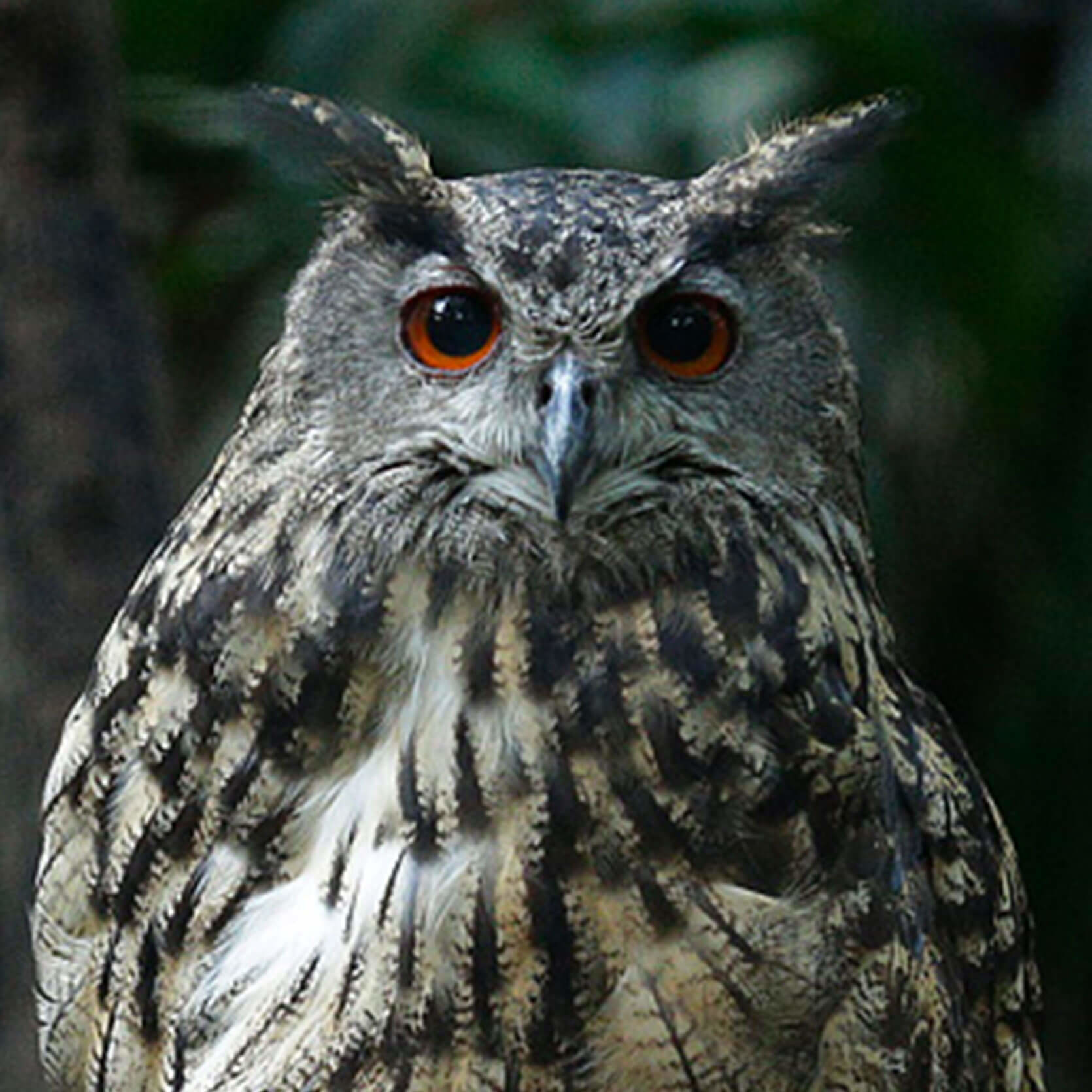 Eagle owl
