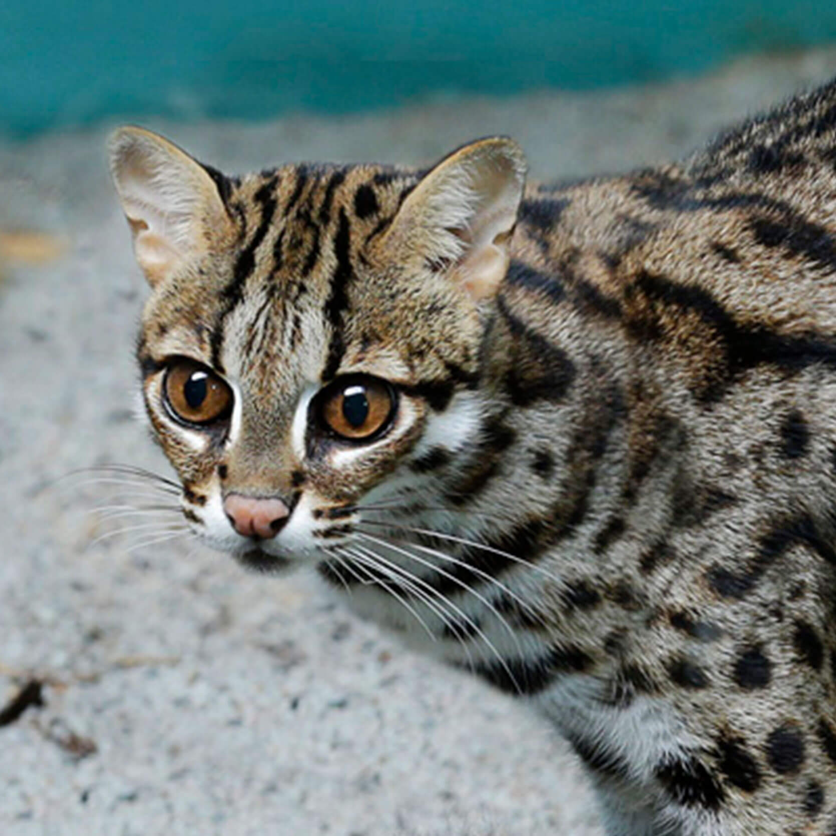 Leopard cat