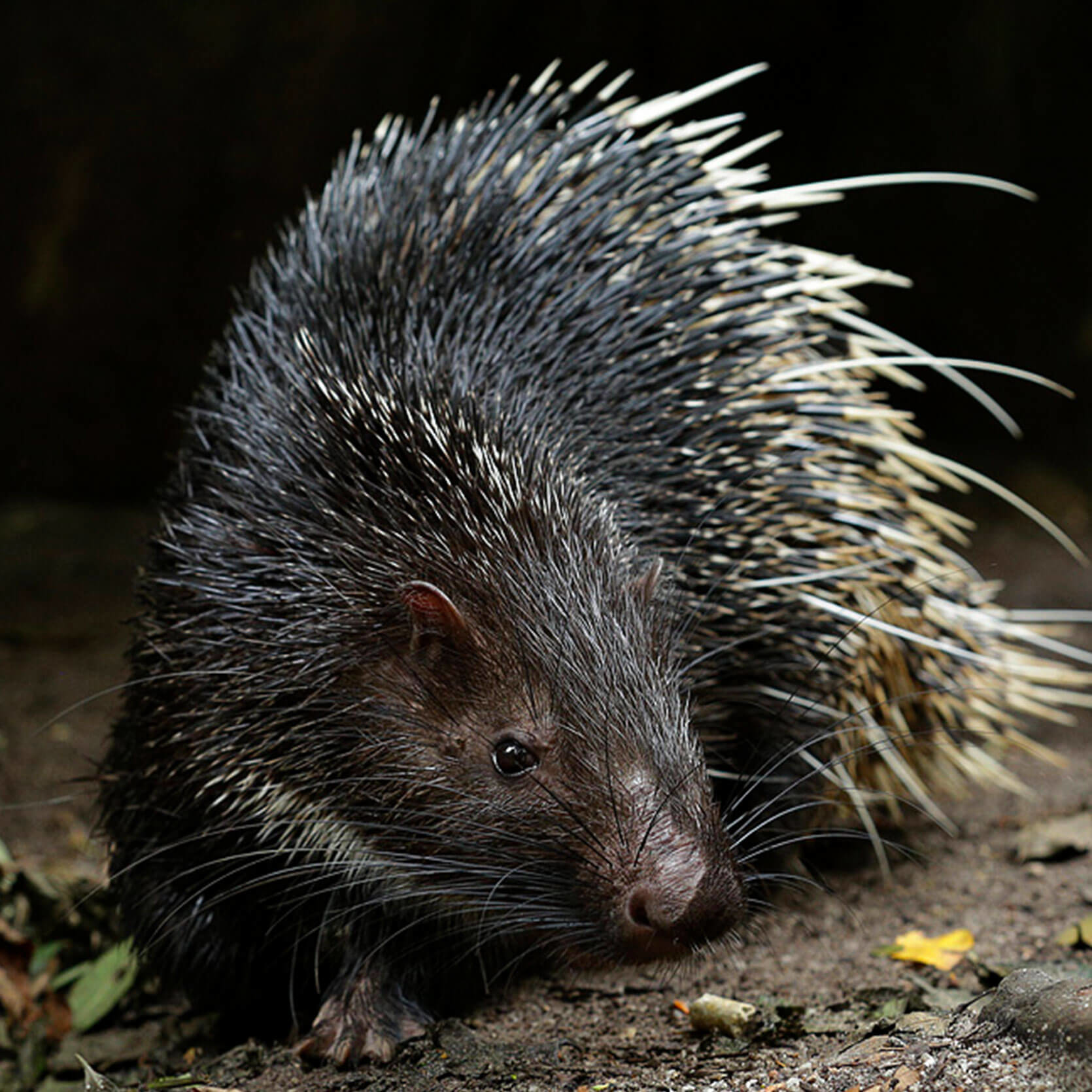 Porcupine