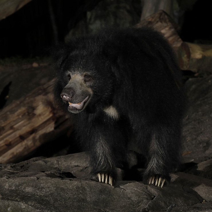 Sloth bear