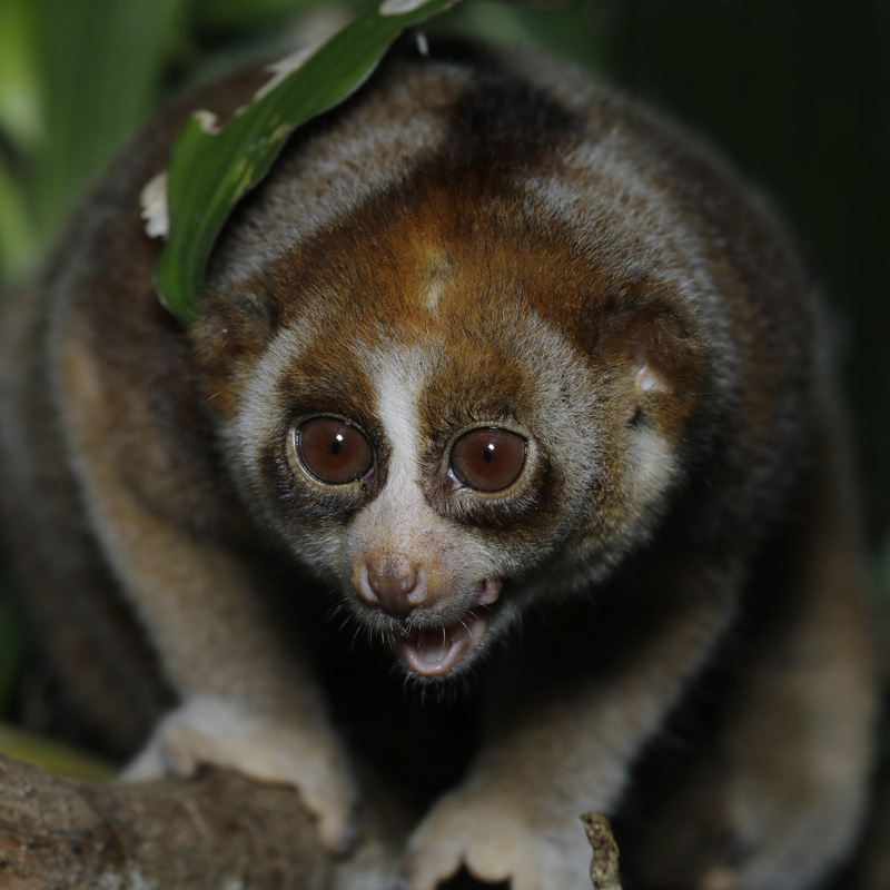 Javan slow loris