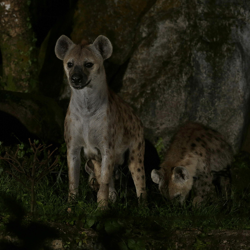 Spotted hyaena