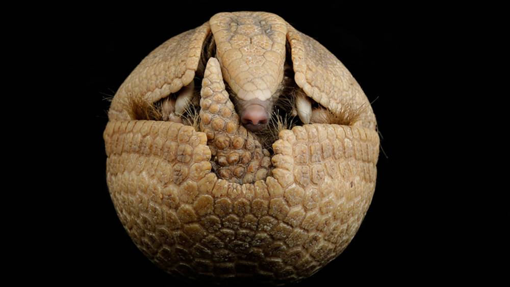 Southern Three-banded Armadillo