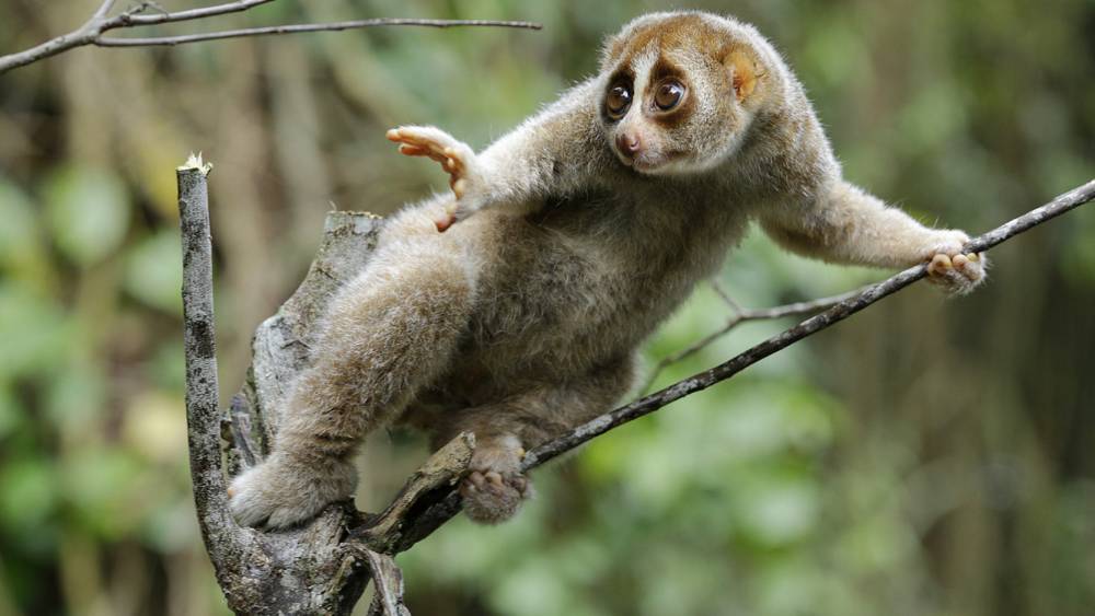 slow loris climbing the branch