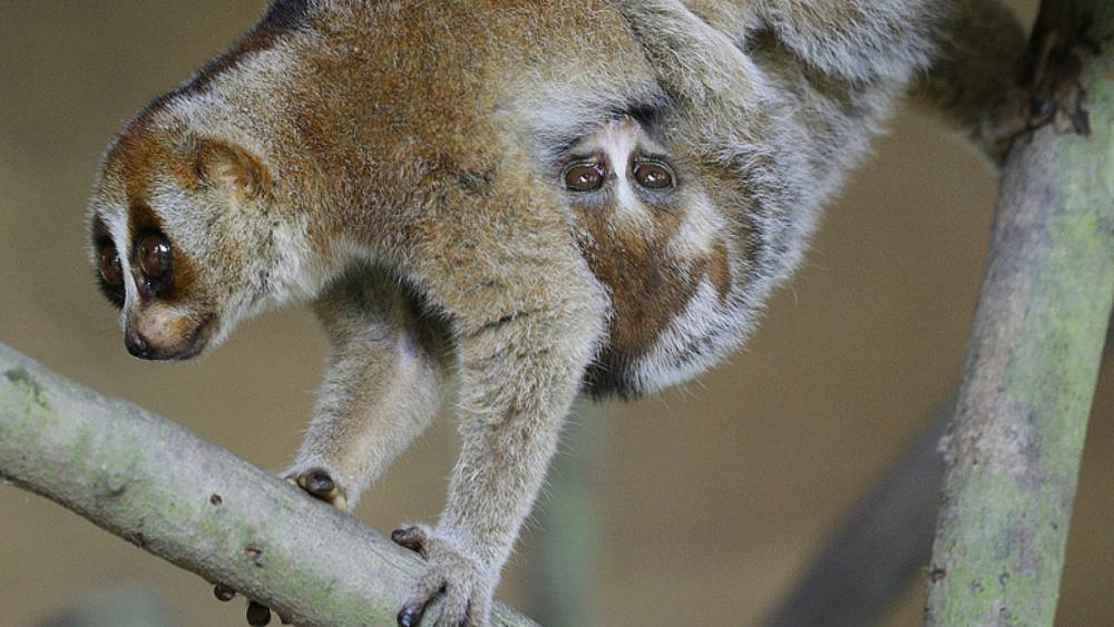 Managed Species Programmes