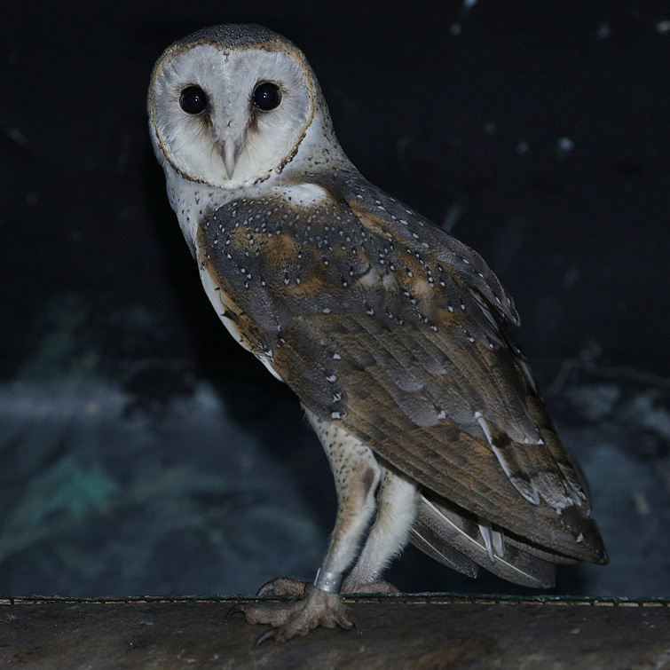 Common barn-owl