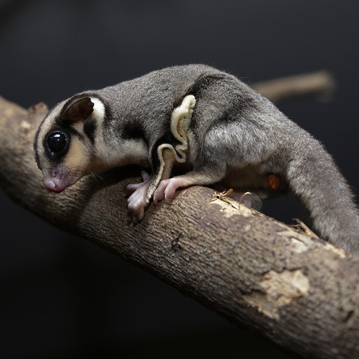 Sugar glider