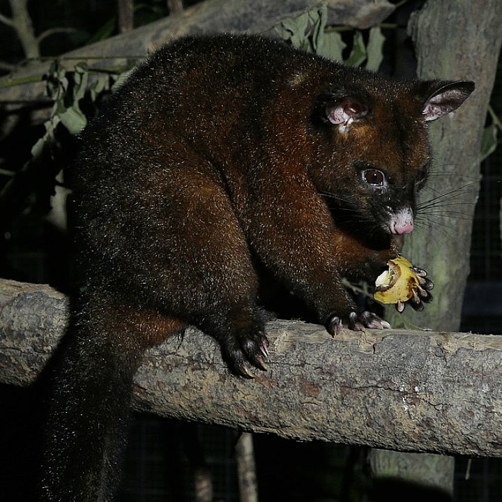 Common brushtail possum