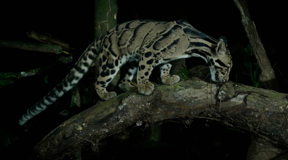 Clouded leopard