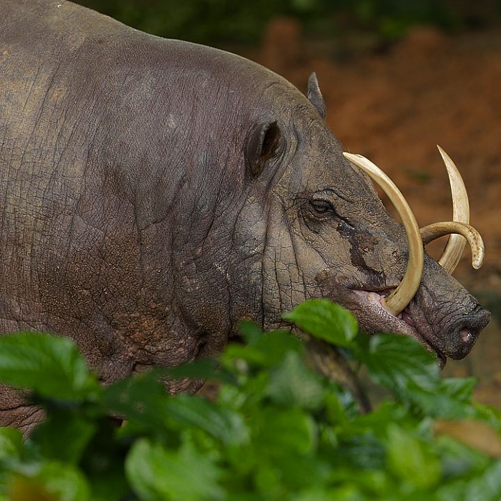Babirusa