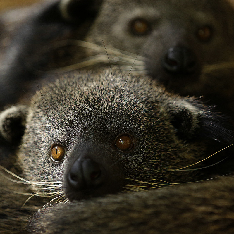 Binturong