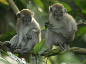 마카크 원숭이 주의보