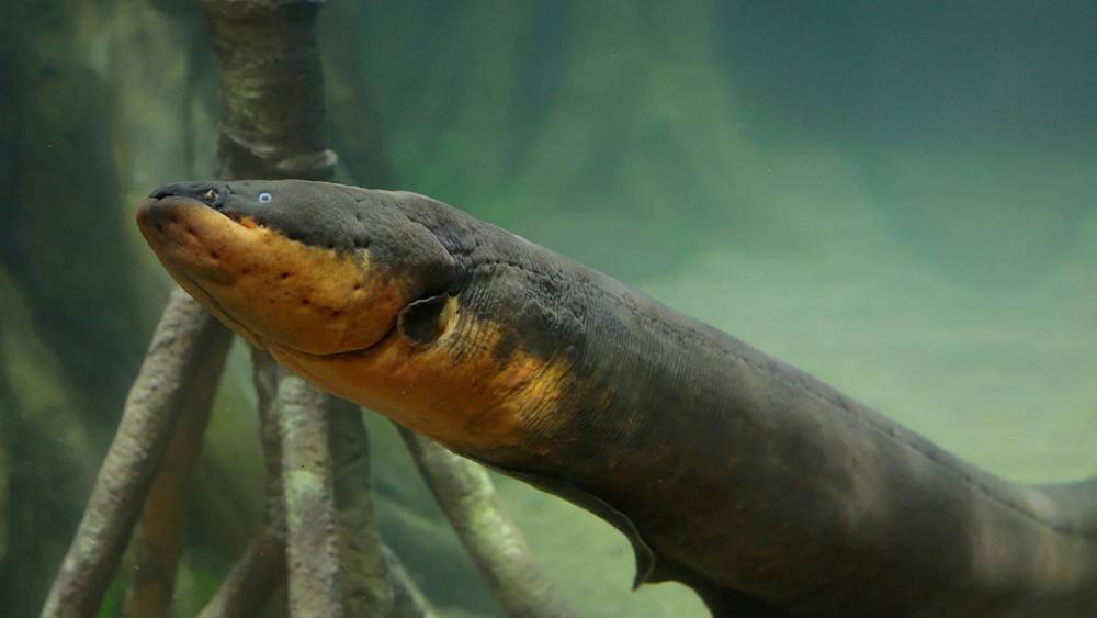 Electric eel
