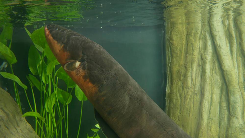 Electric eel