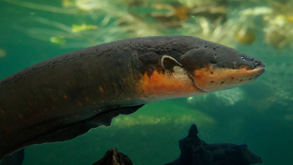 Electric eel