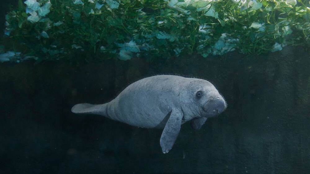 Manatee
