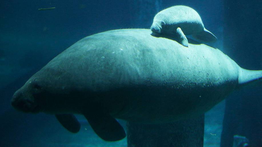 被遗弃的海牛宝宝