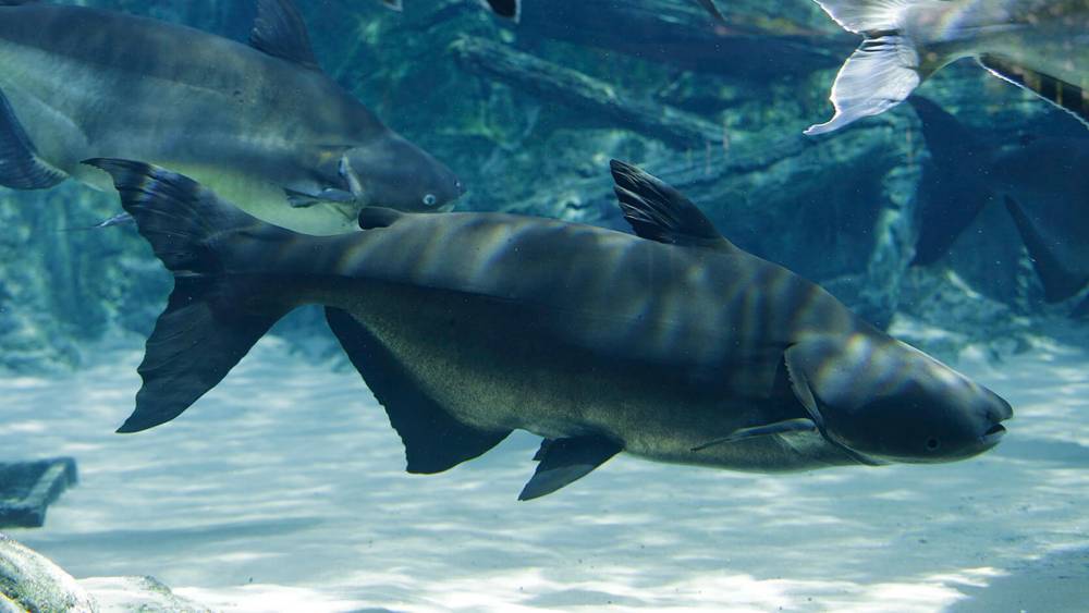 One fish from another