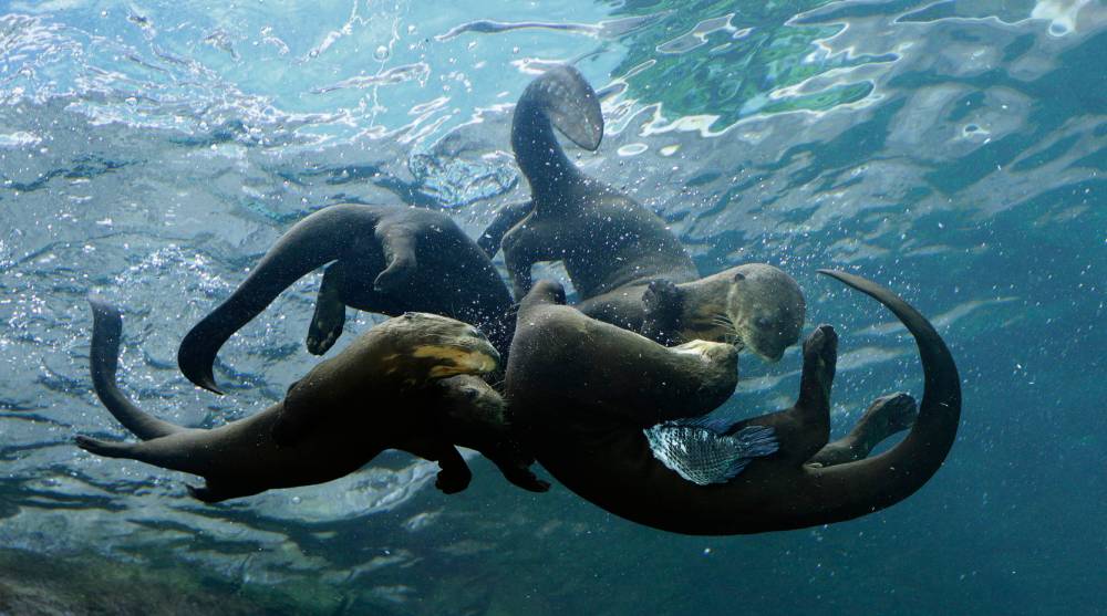 O-tterly entertaining