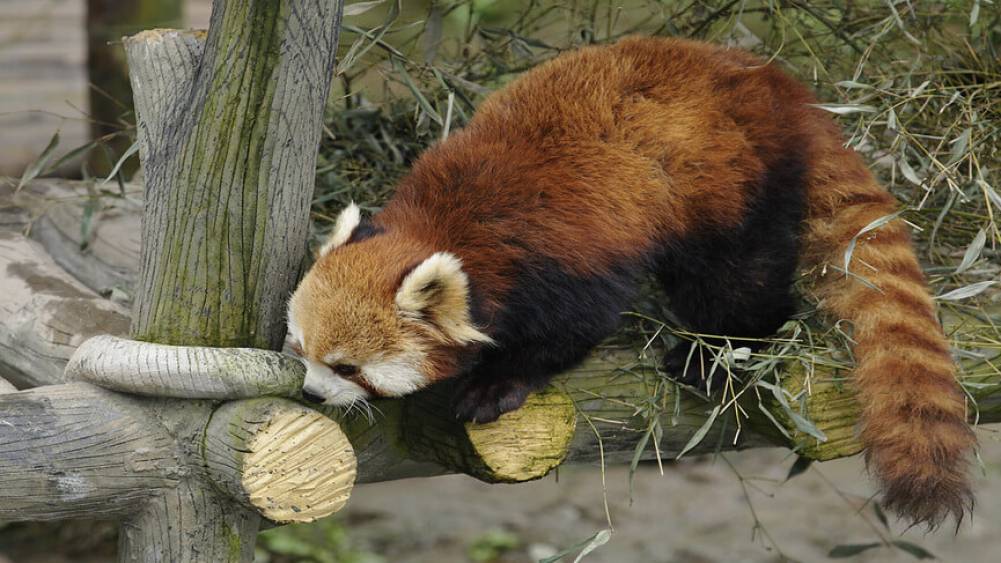 red panda