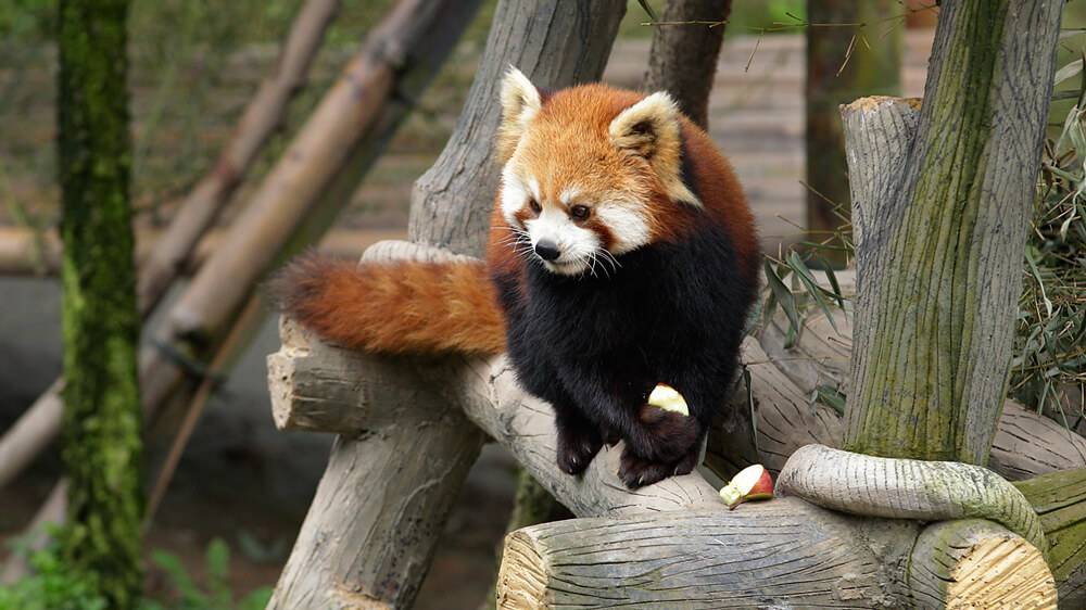 red panda
