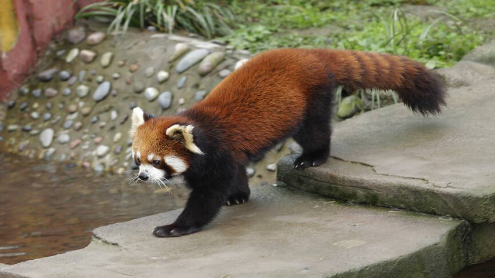 red panda