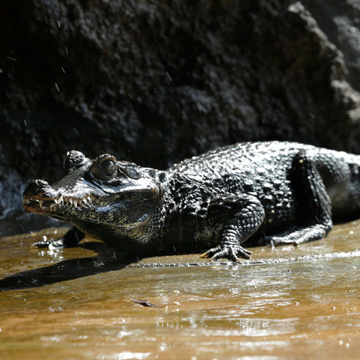 非洲刚果侏儒鳄