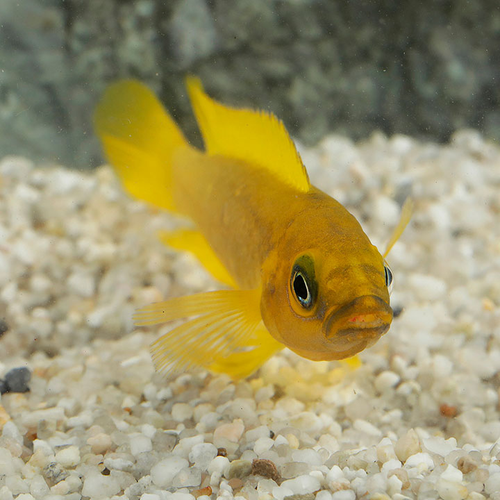 Lemon cichlid