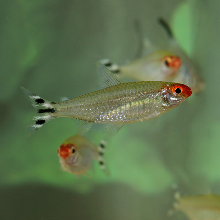 Rummy-nose tetra