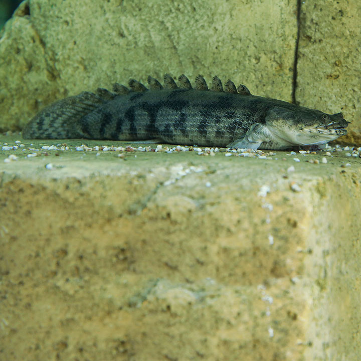 Saddled bichir