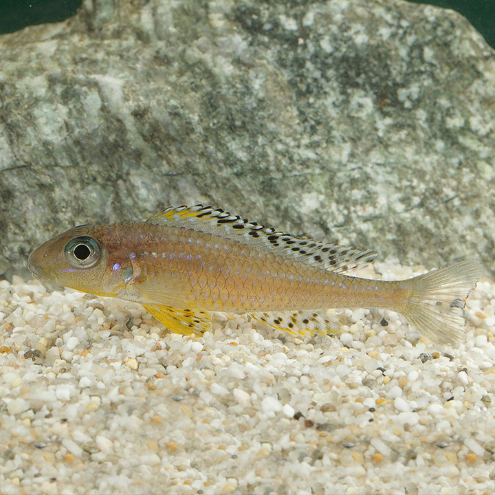 Tanganyikan butterfly cichlid