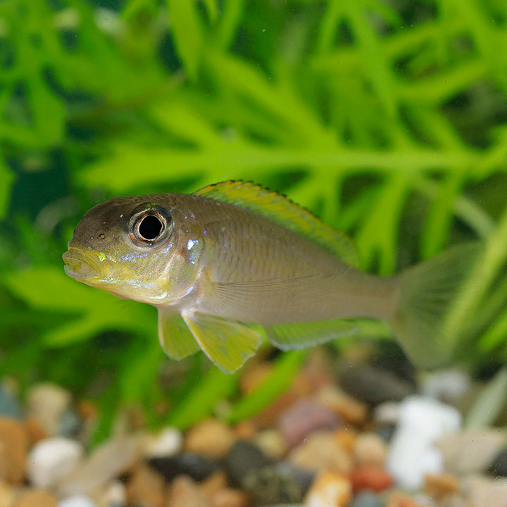 Yellow sand cichlid