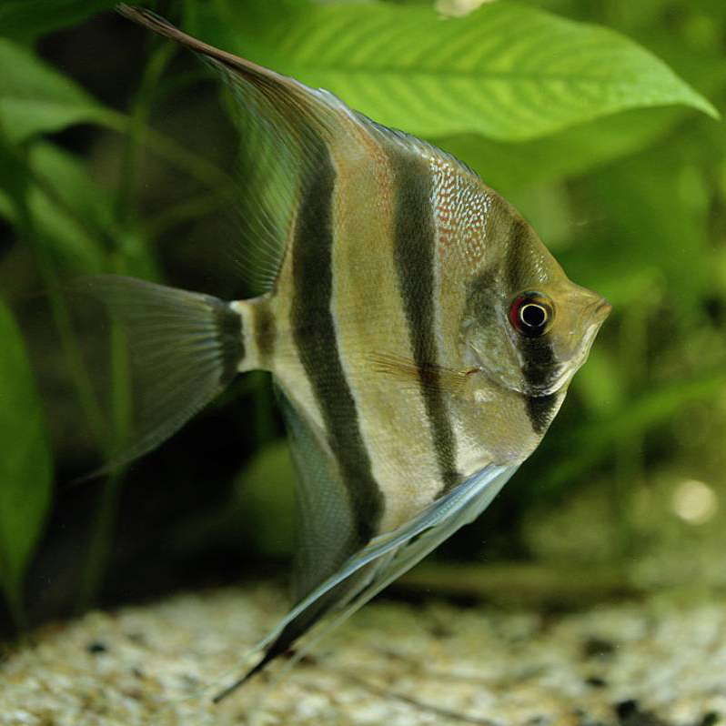 Altum angelfish