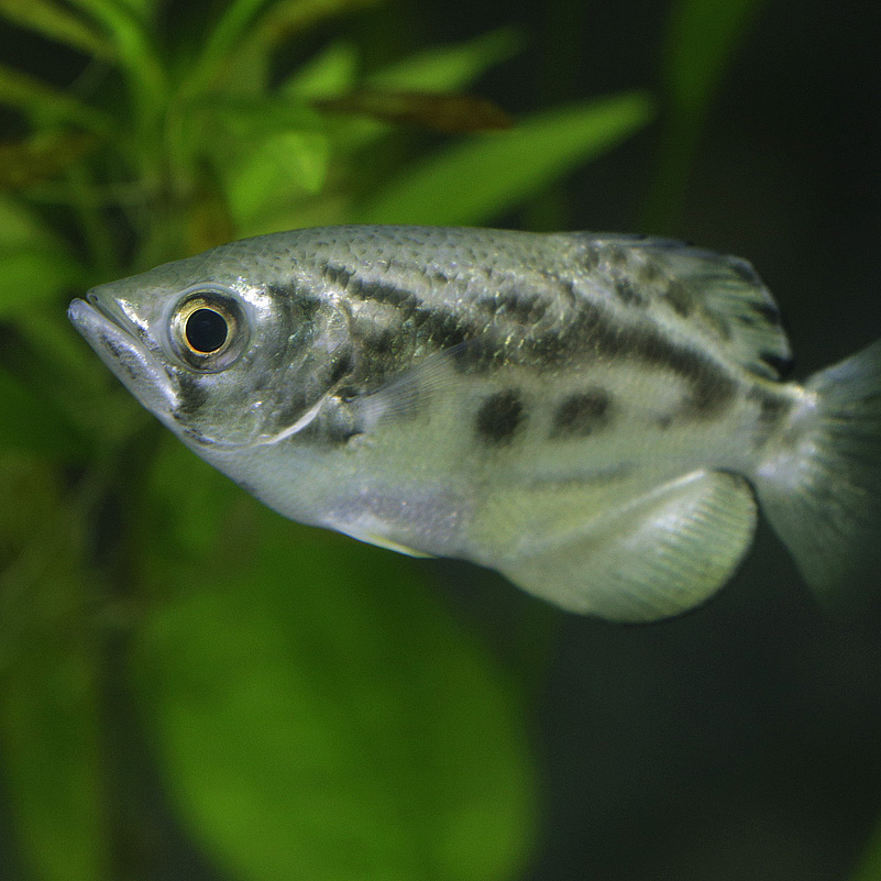 Burmese archerfish
