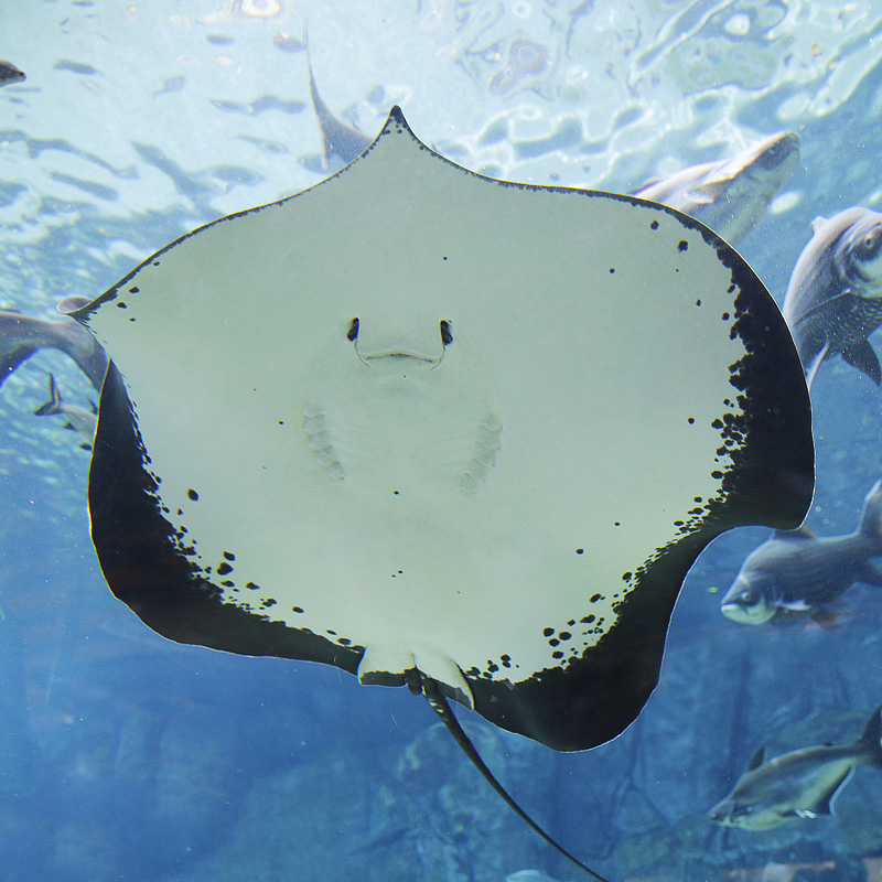 Giant freshwater stingray