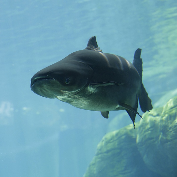Mekong giant catfish