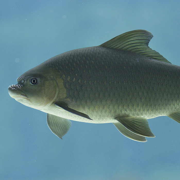Rhinoceros carp