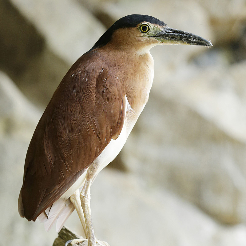 Rufous night heron