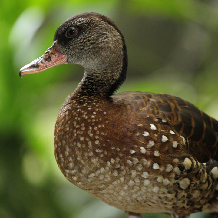 Spotted whistling duck