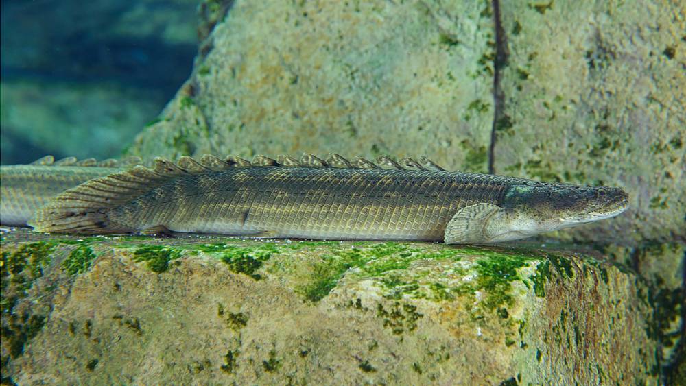 Bichir