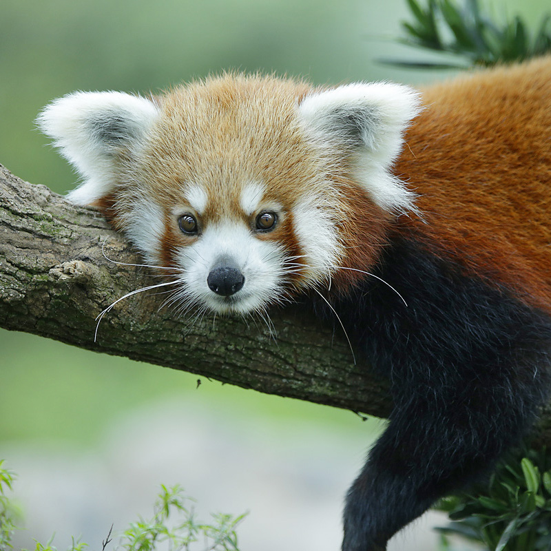 Red panda