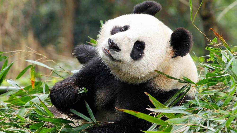 Giant Panda