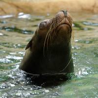 Californian Sea Lion