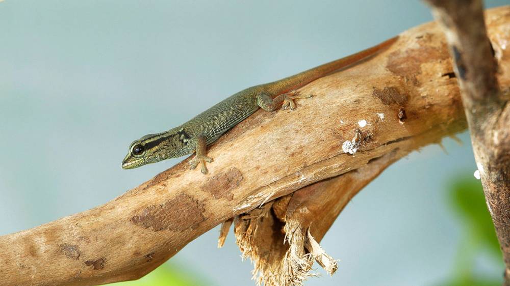 Lighting up the electric blue’s future